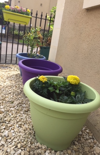 Colourful plant pots